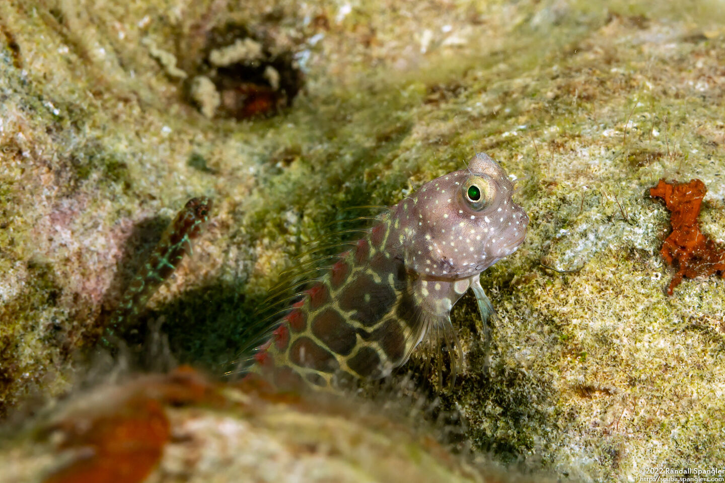 Salarias segmentatus (Segmented Blenny)