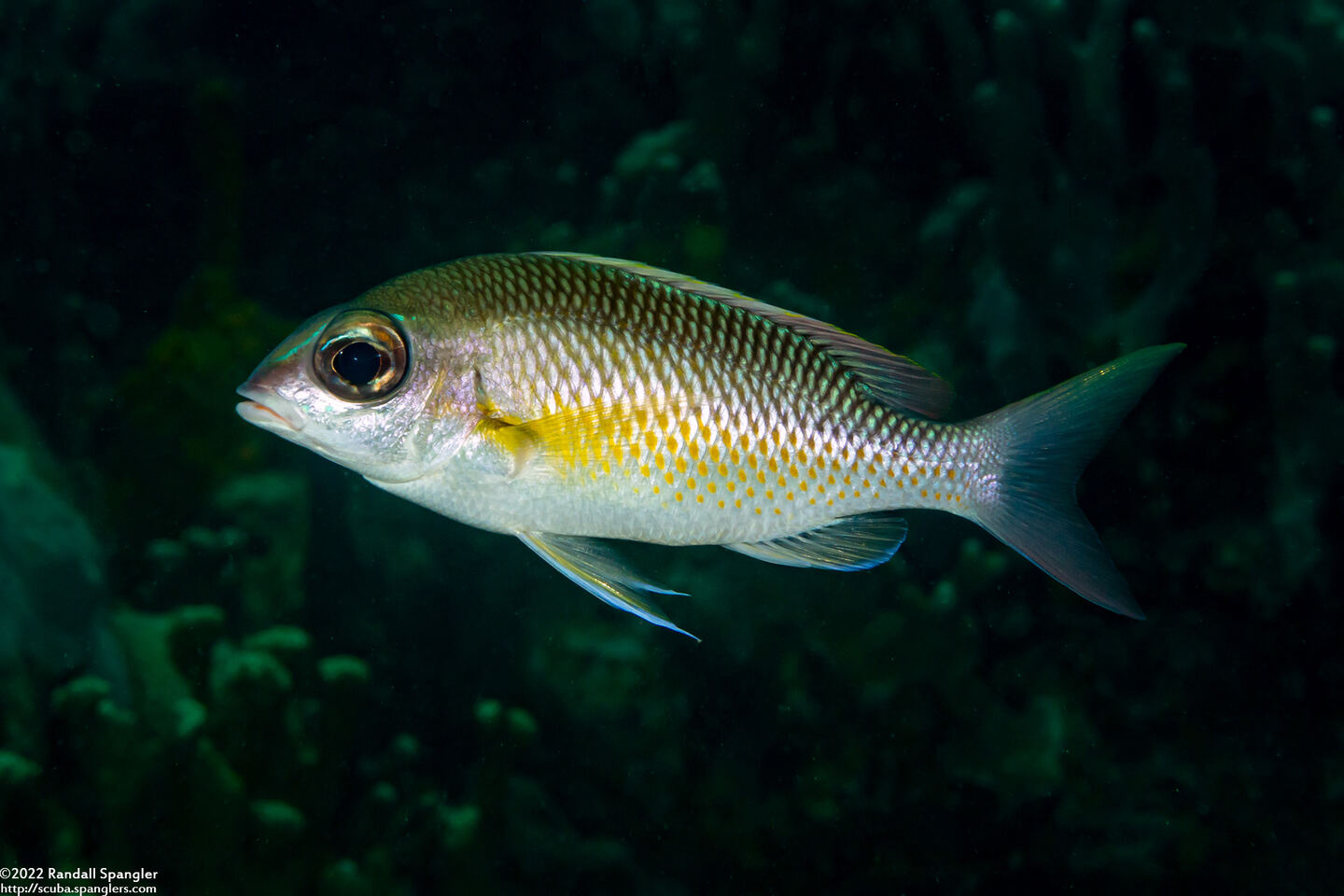 Scolopsis margaritifera (Pearly Monocle Bream)
