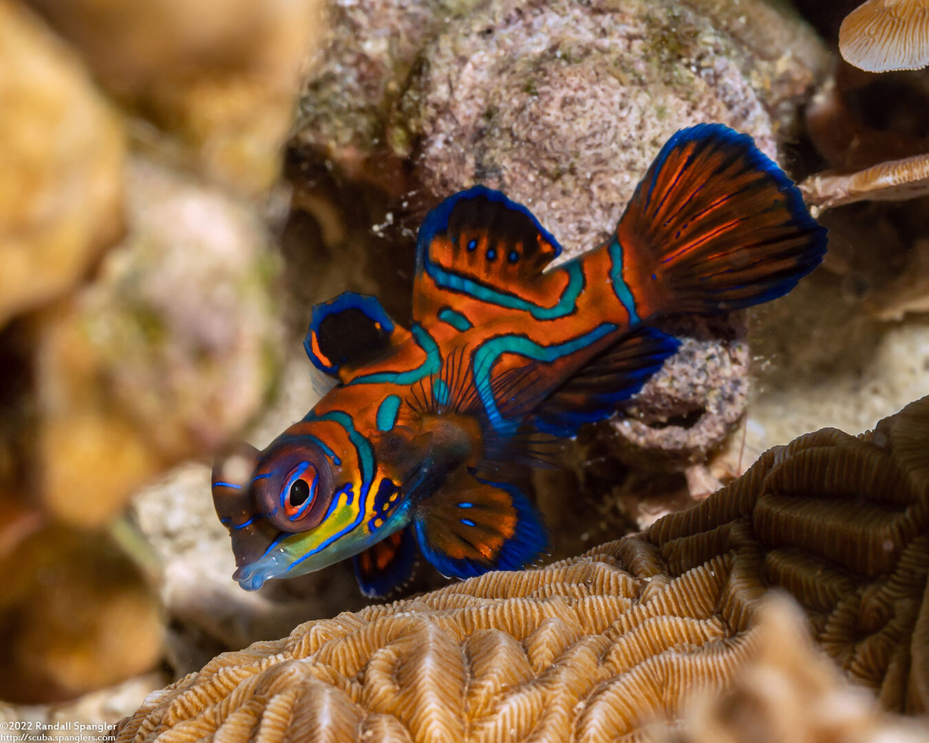 Synchiropus splendidus (Mandarinfish)