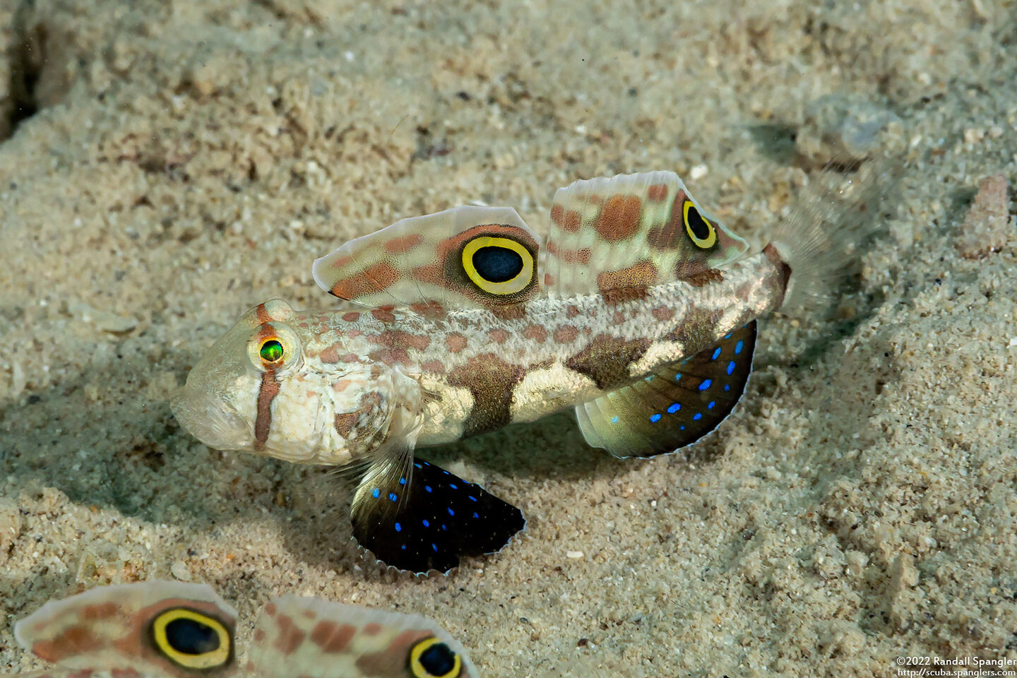 Signigobius biocellatus (Signal Goby)