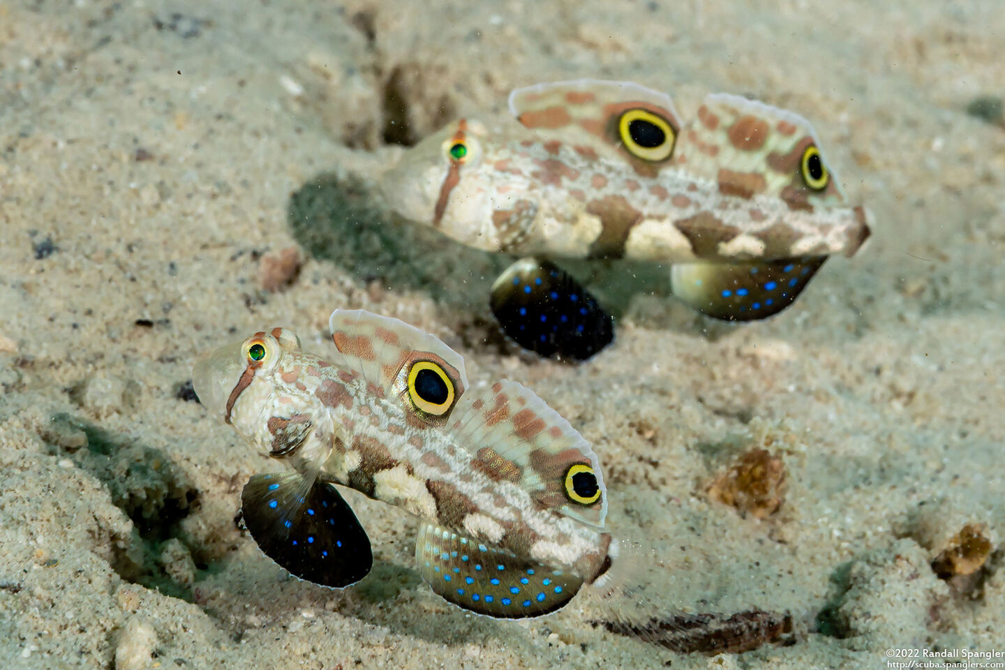 Signigobius biocellatus (Signal Goby)