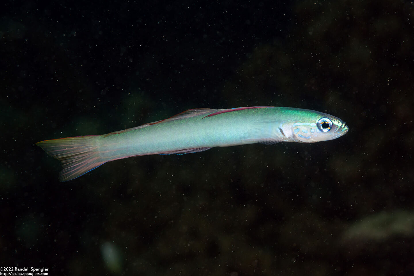 Ptereleotris microlepis (Pearly Dartfish)