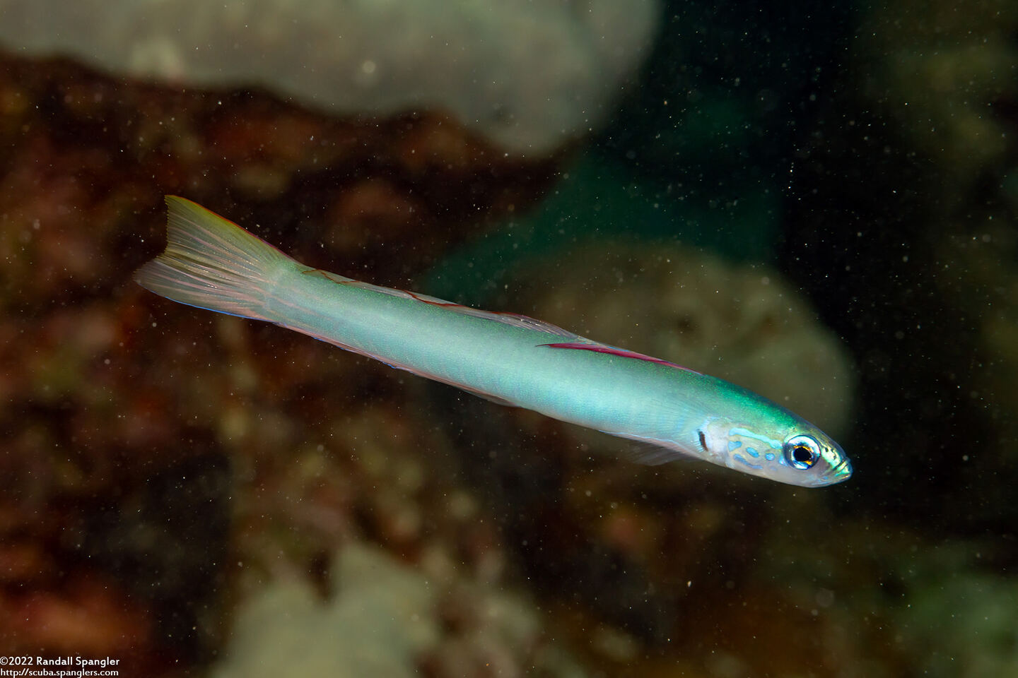 Ptereleotris microlepis (Pearly Dartfish)