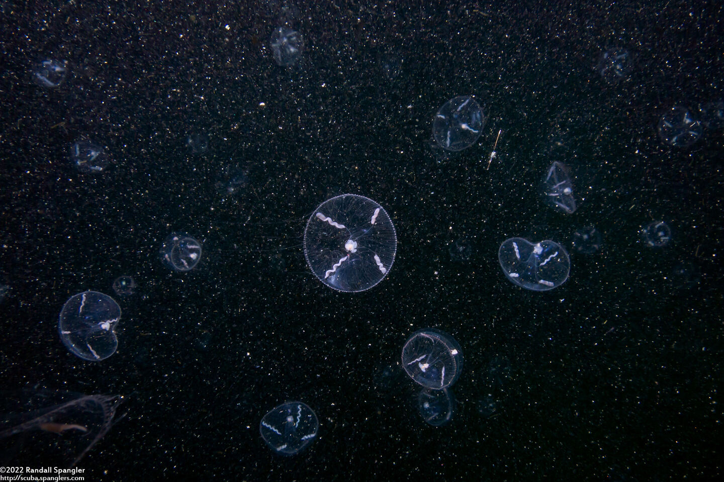 Mitrocoma cellularia (Cross Jelly)
