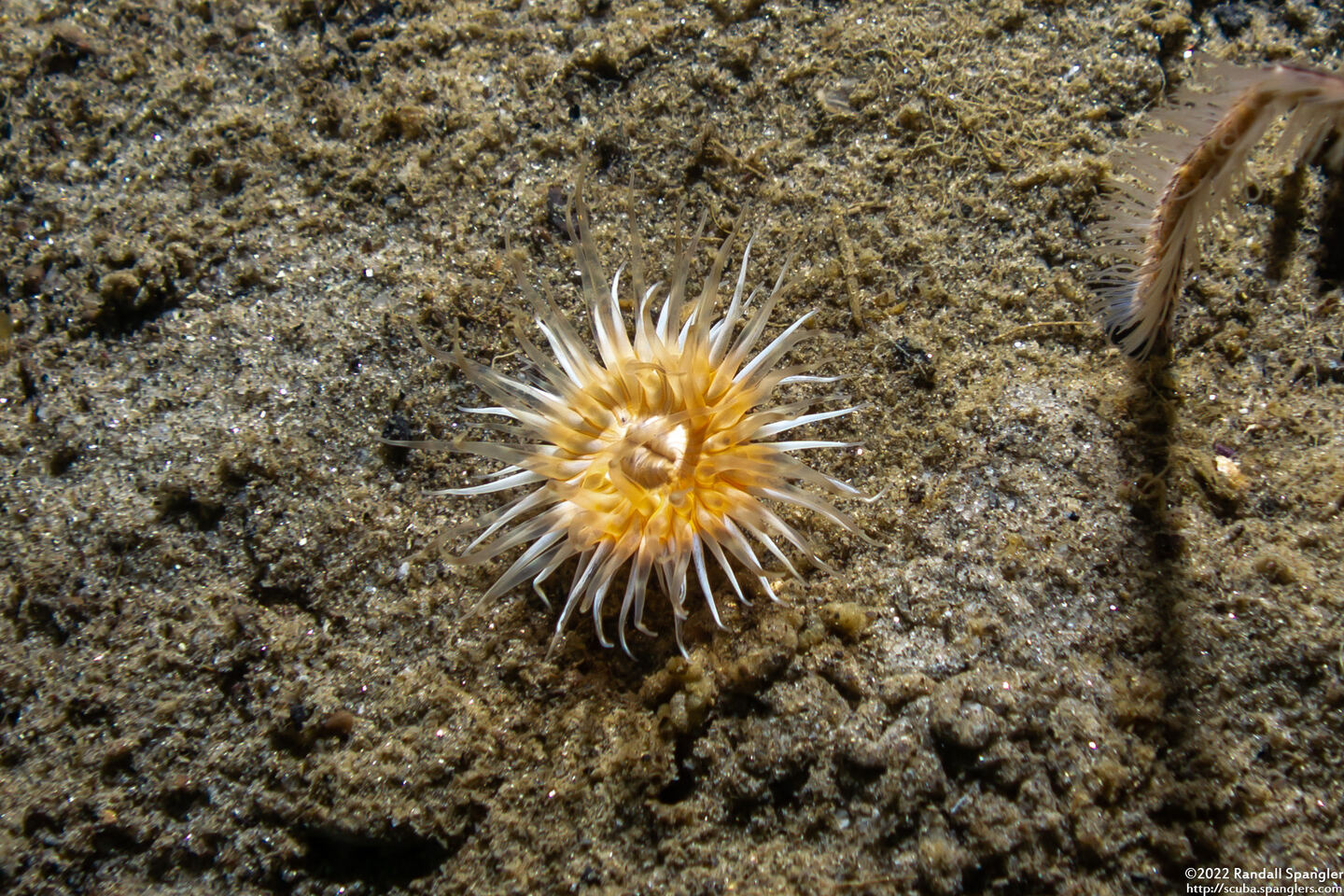 Diadumene leucolena (Ghost Anemone)