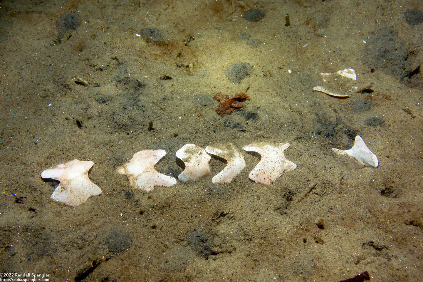 Cryptochiton stelleri (Gumboot Chiton); Plates from a dead chiton