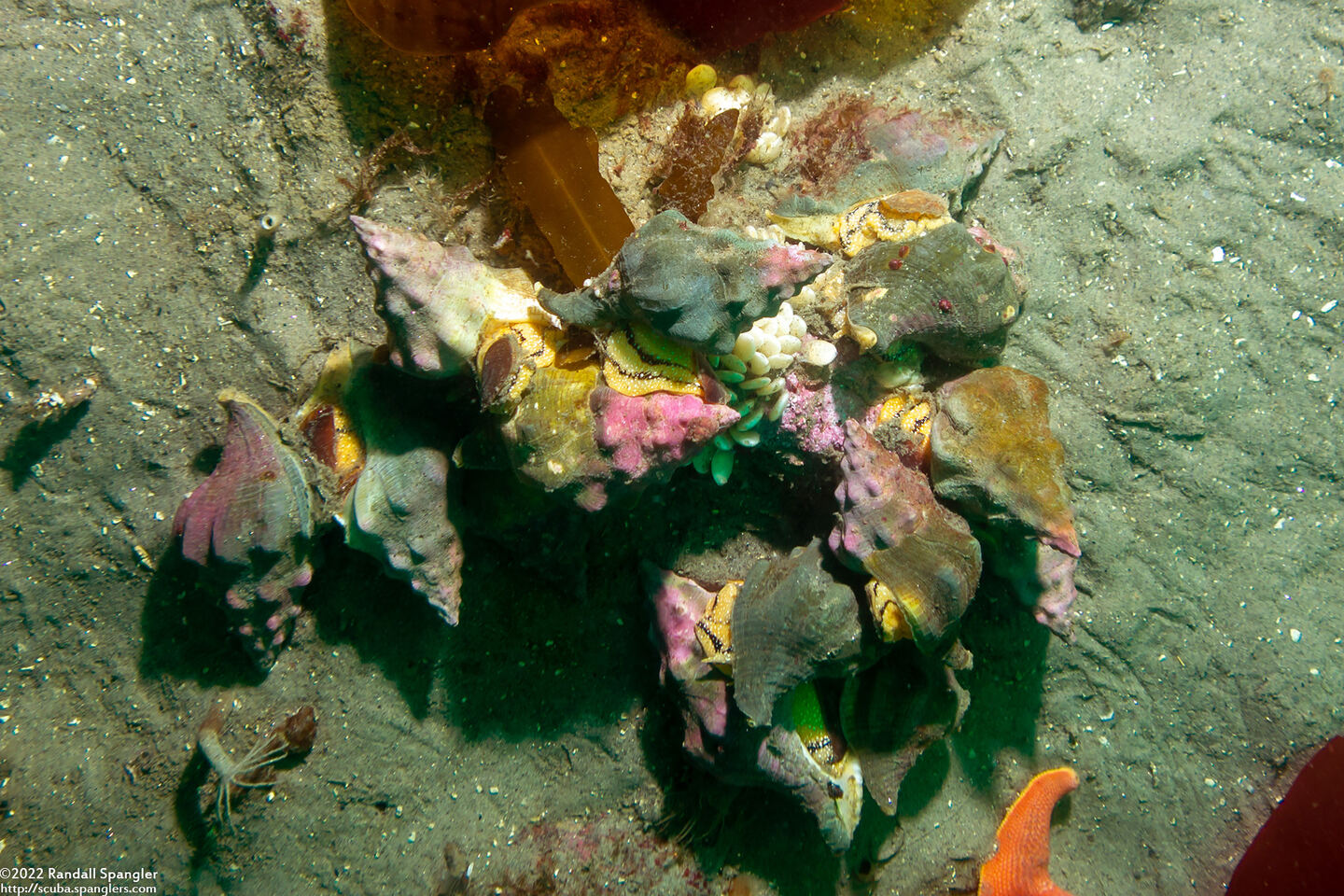 Kelletia kelletii (Kellet's Whelk)