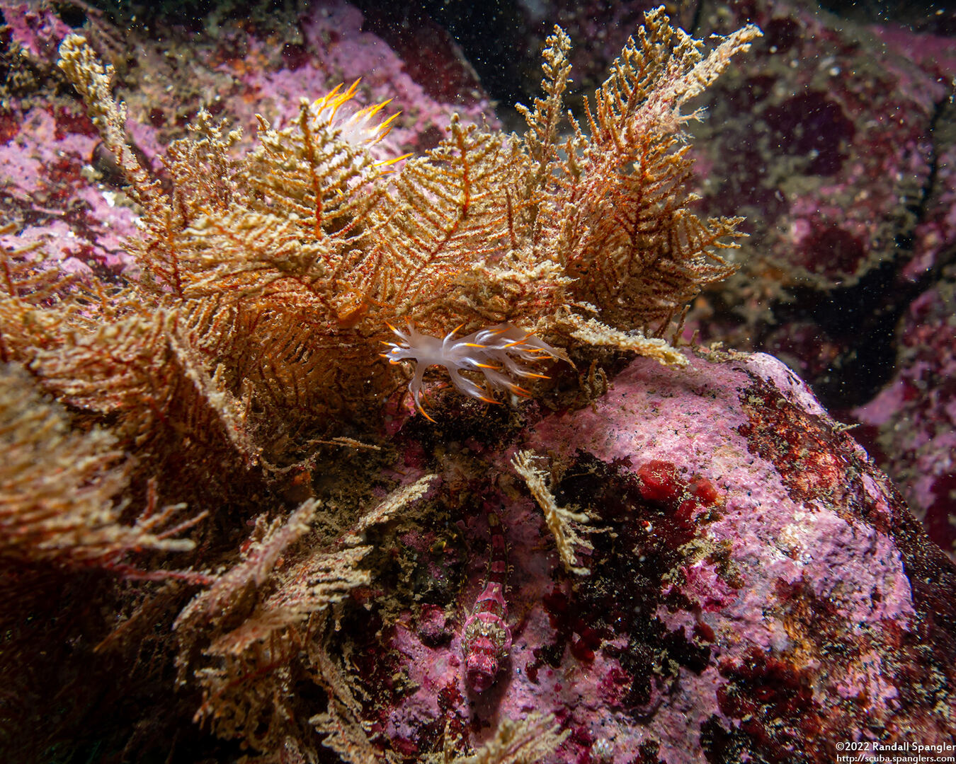 Abietinaria sp.1 (Sea Fir)