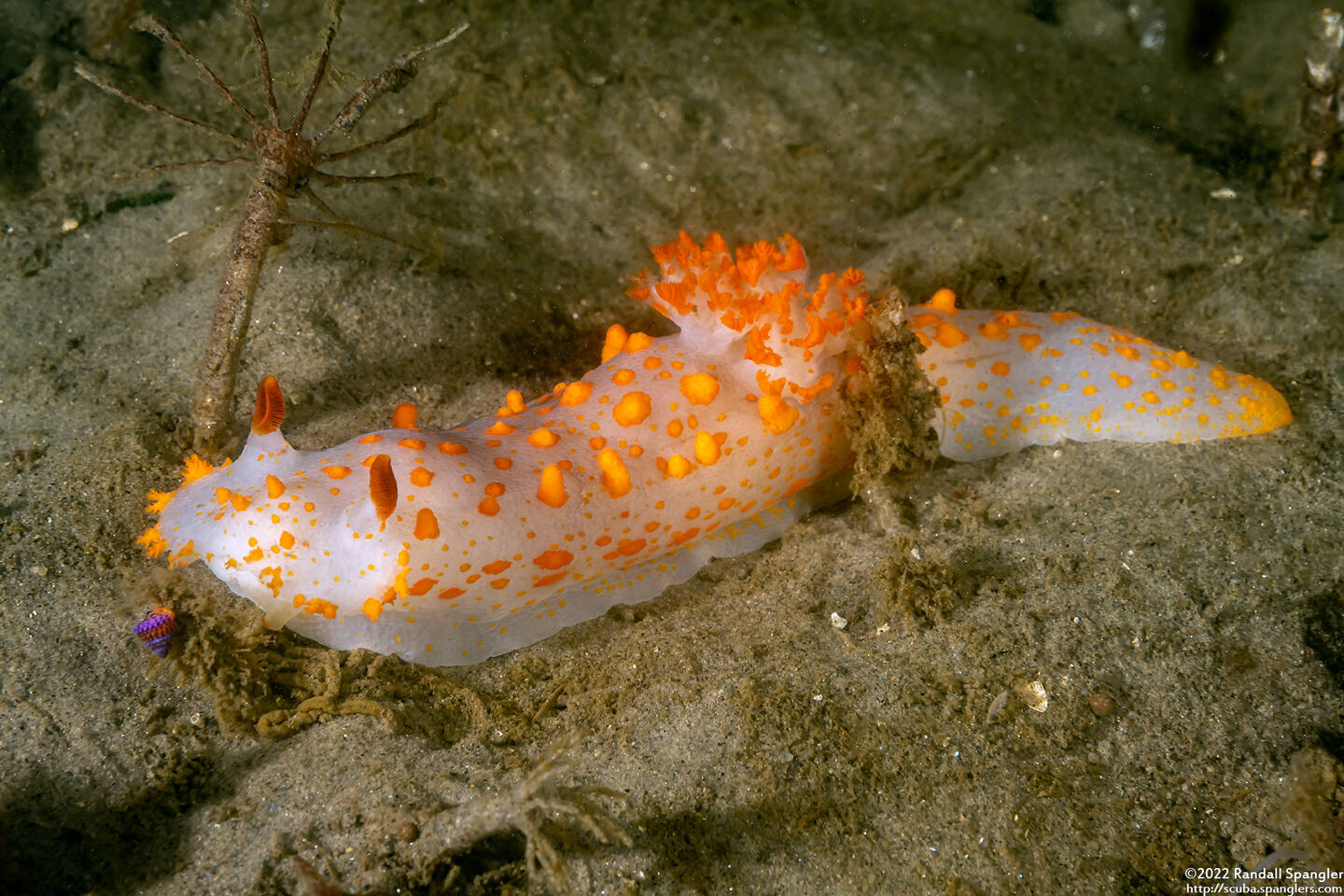 Triopha catalinae (Catalina Triopha)