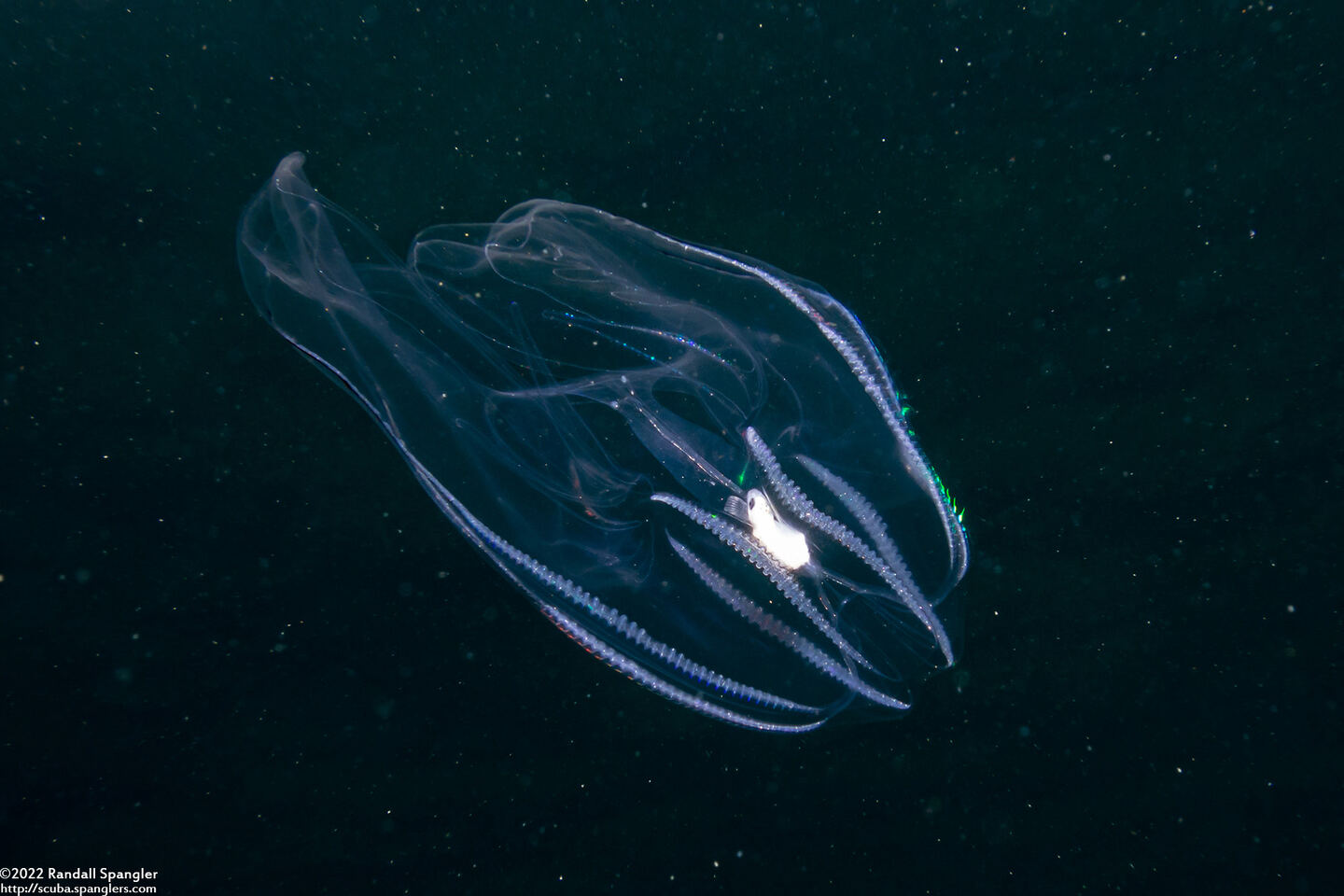 Bolinopsis infundibulum (Lobed Comb Jelly)
