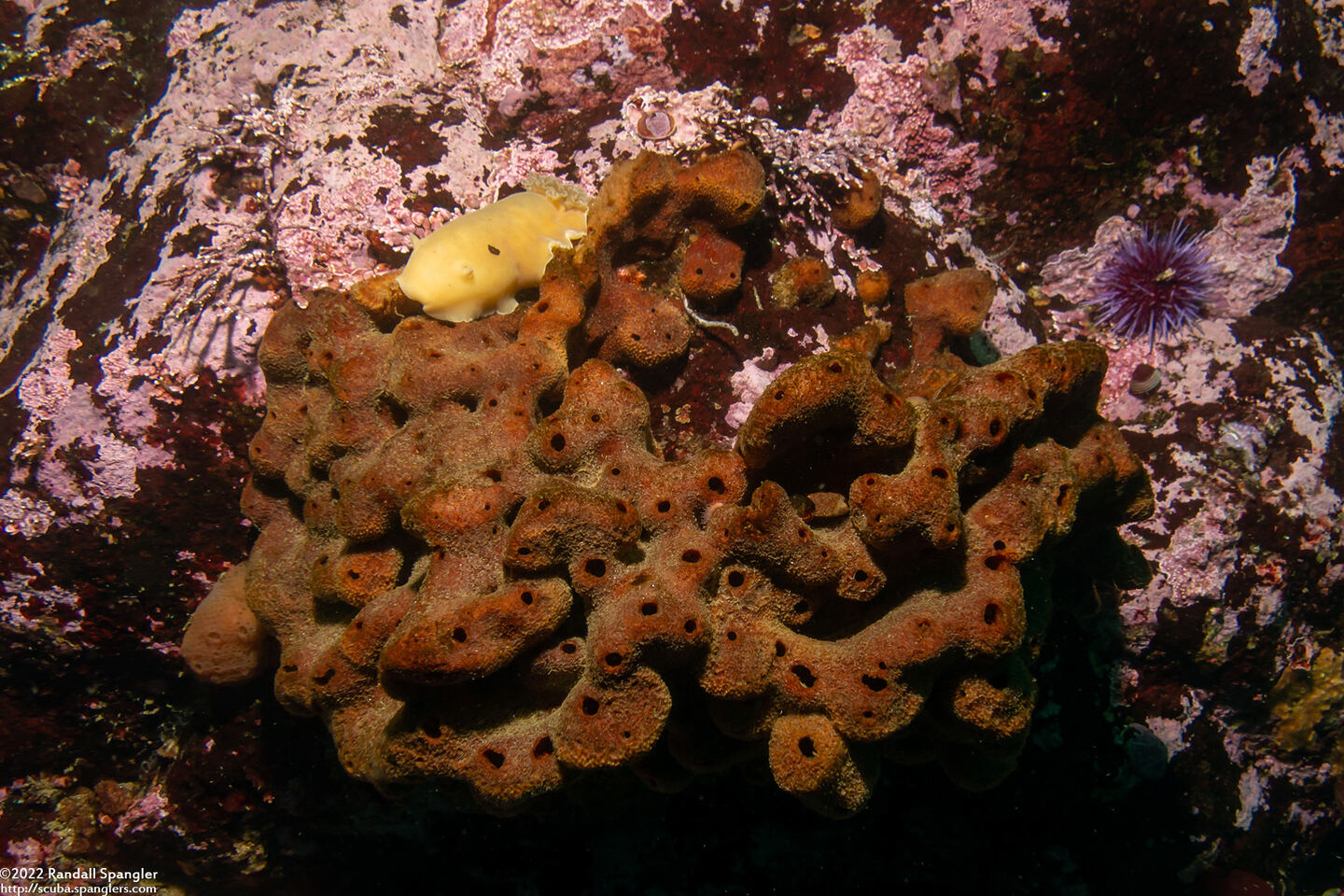 Amphimedon trindanea (Amphimedon Trindanea)
