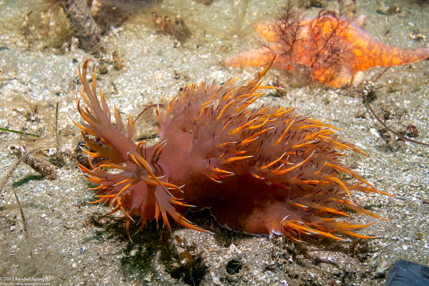 Dendronotus iris (Rainbow Dendronotus)