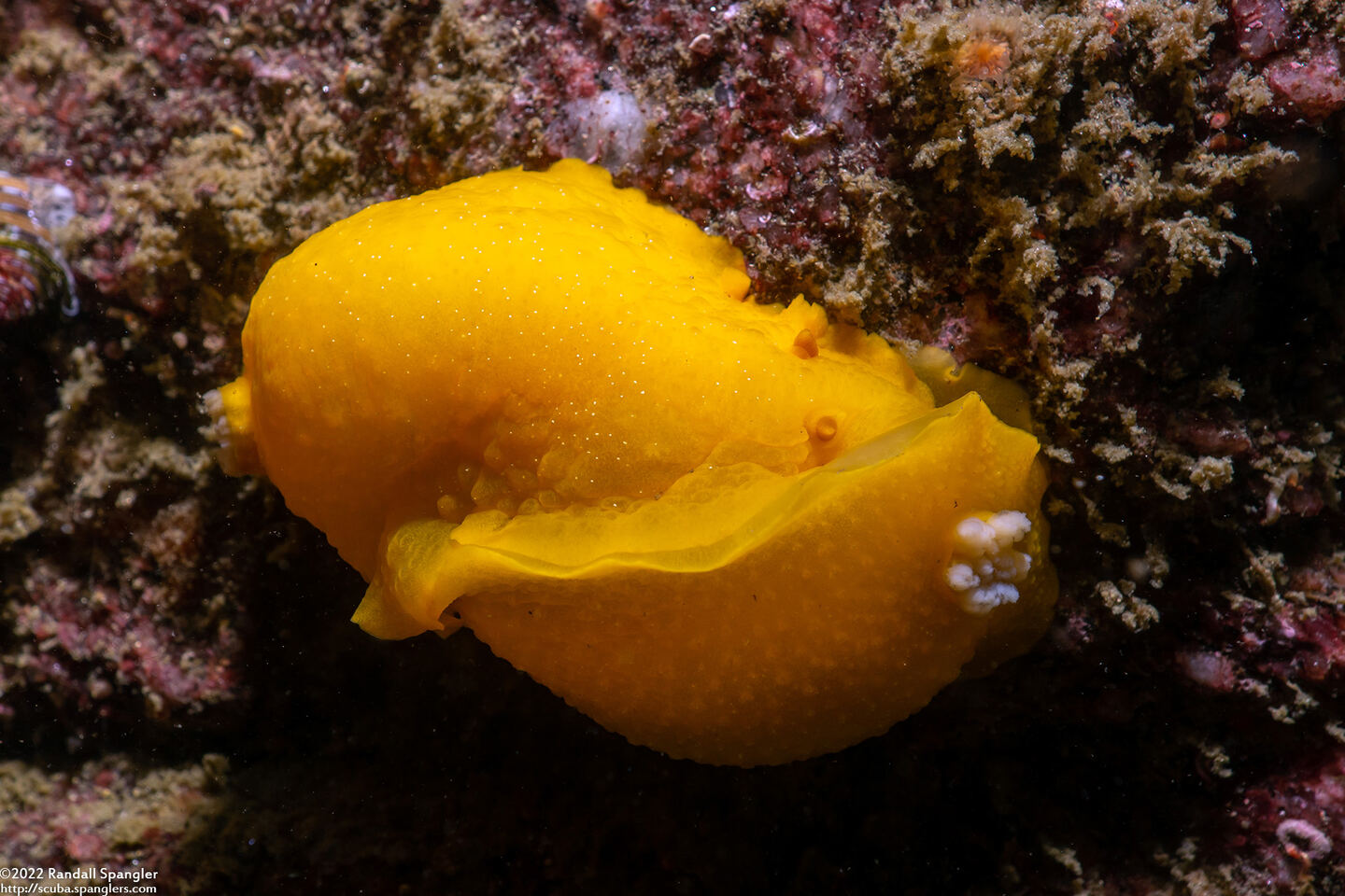 Doriopsilla fulva (White-Speckled Dorid)