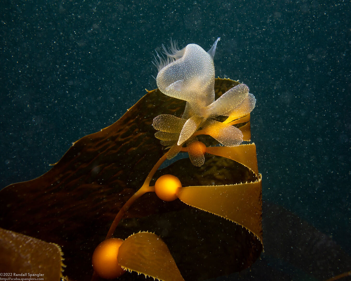Melibe leonina (Lion's Mane Nudibranch)