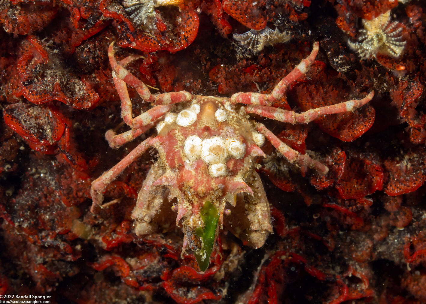 Pugettia richii (Cryptic Kelp Crab)
