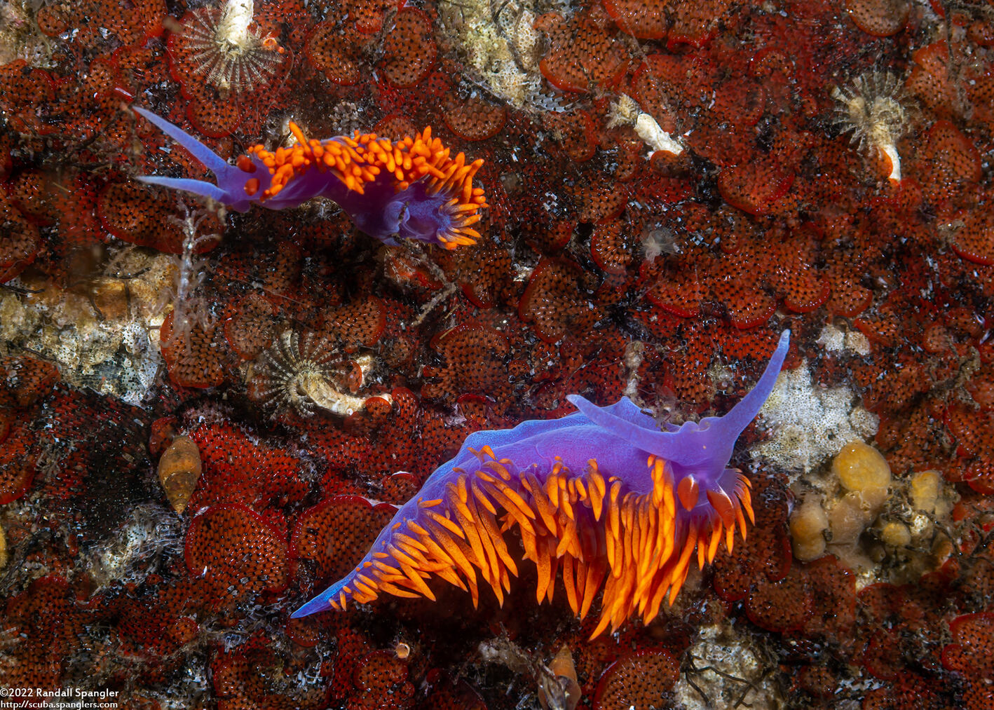 Flabellinopsis iodinea (Spanish Shawl)