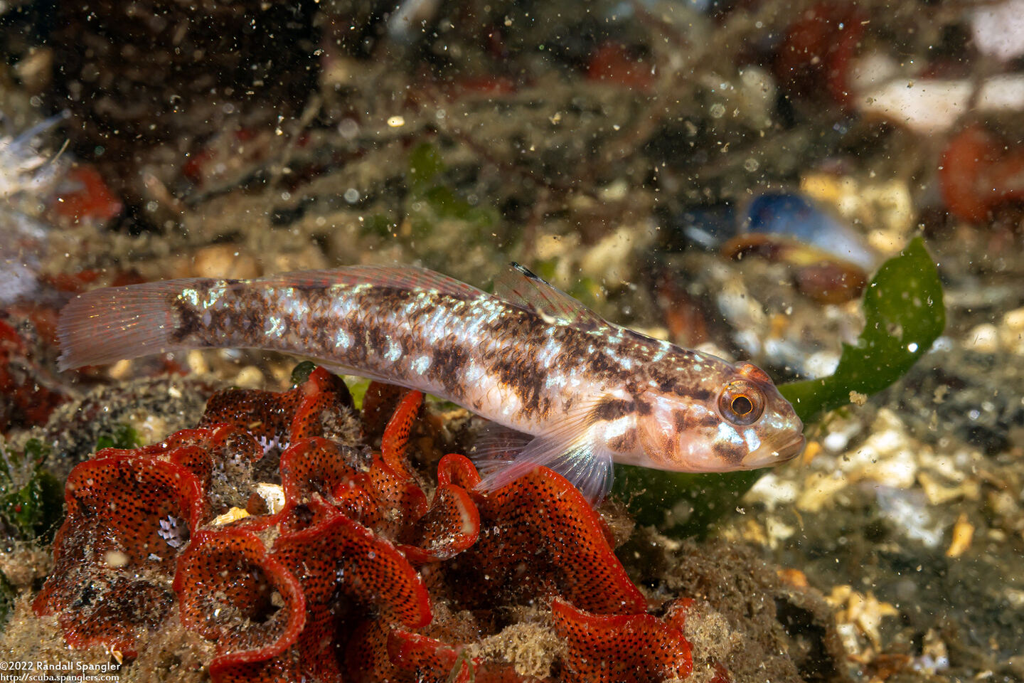 Rhinogobiops nicholsii (Blackeye Goby)