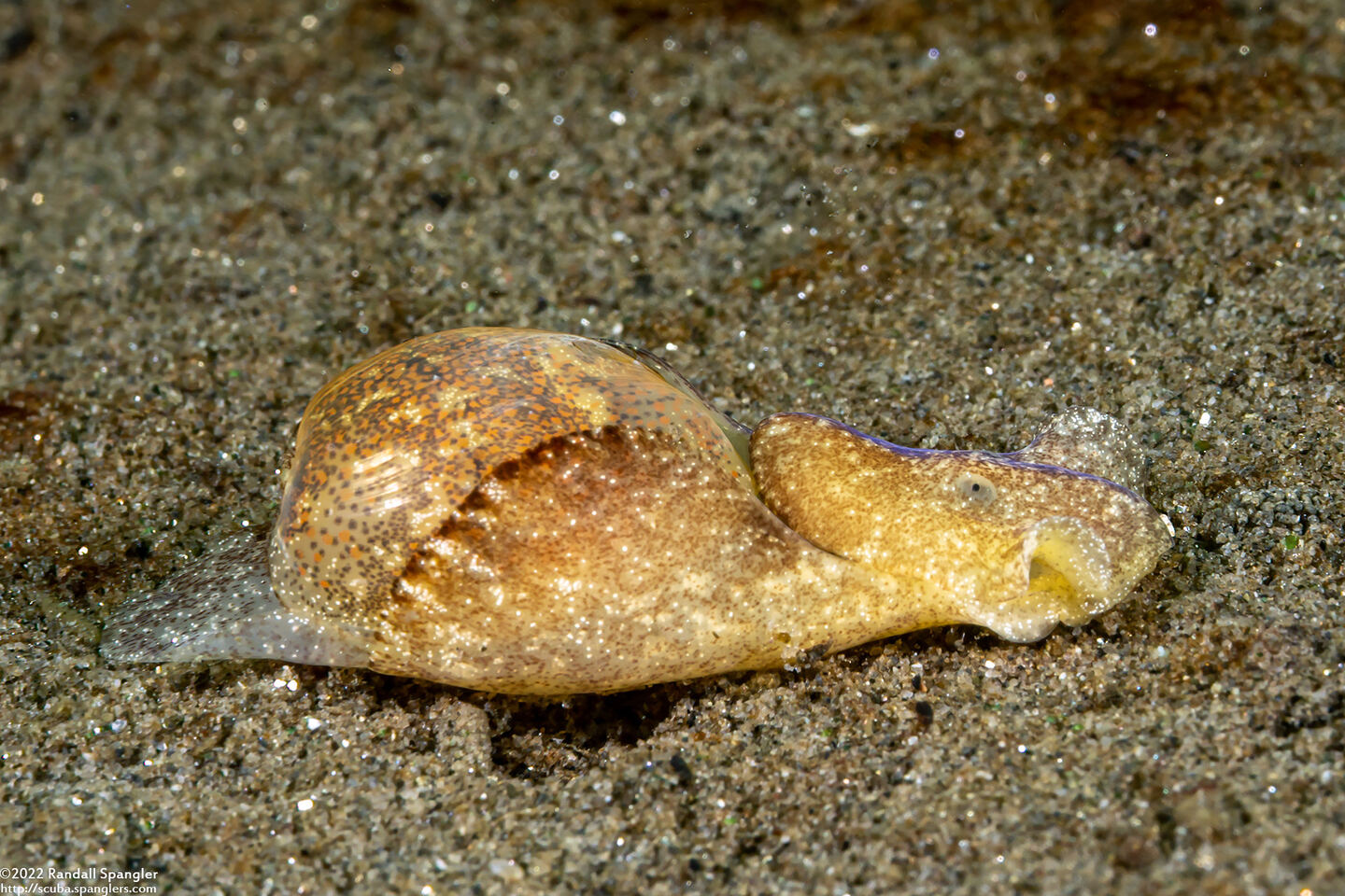 Haminoea vesicula (White Bubble Snail)