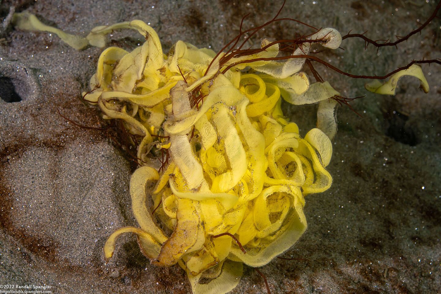 Haminoea vesicula (White Bubble Snail)