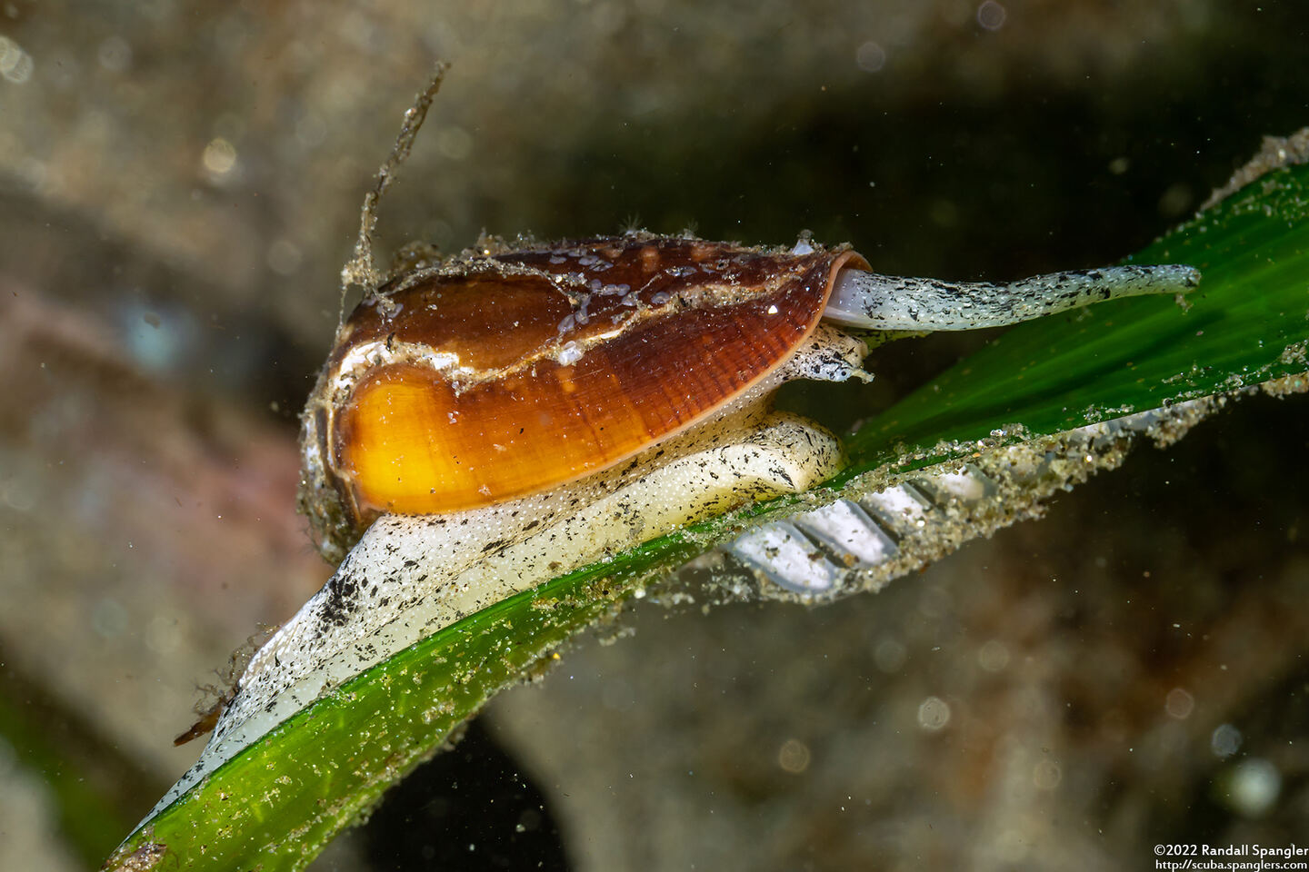 Californiconus californicus (California Cone Snail)