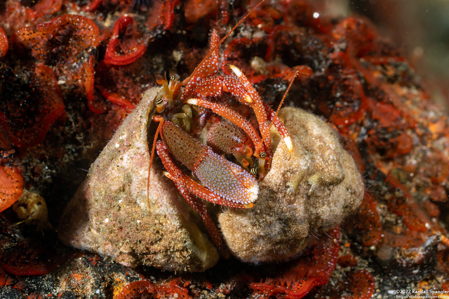 Pagurus hemphilli (Maroon Hermit Crab)