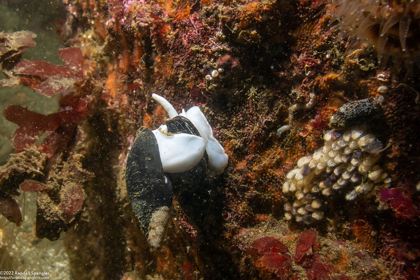 Atrimitra idae (Ida's Miter)