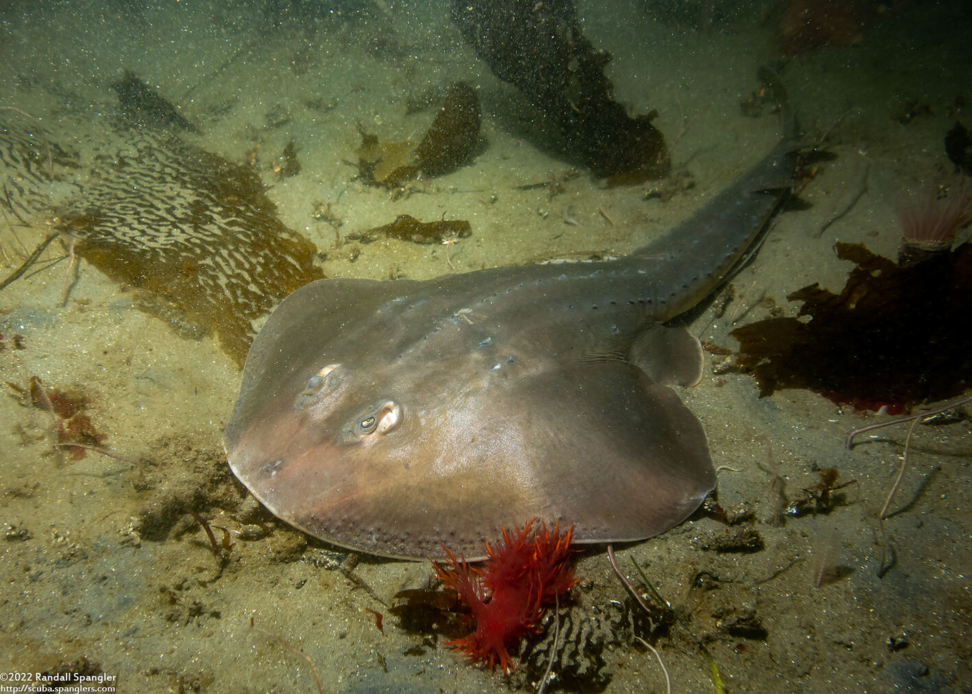 Platyrhinoidis triseriata (Thornback)