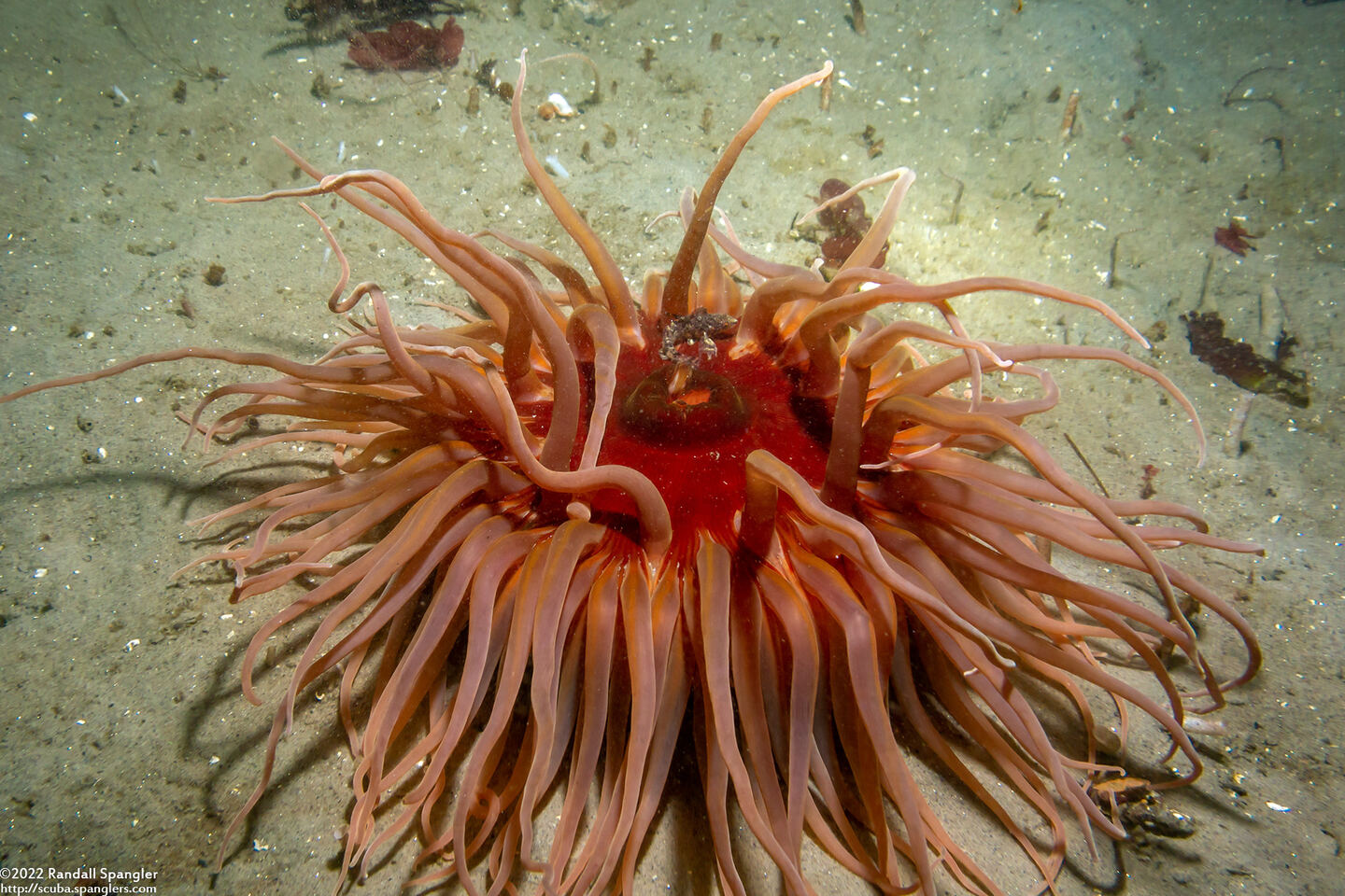 Urticina columbiana (Sand-Rose Anemone)