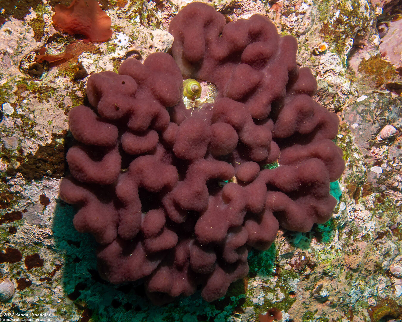 Aplidium californicum (Sea Pork)