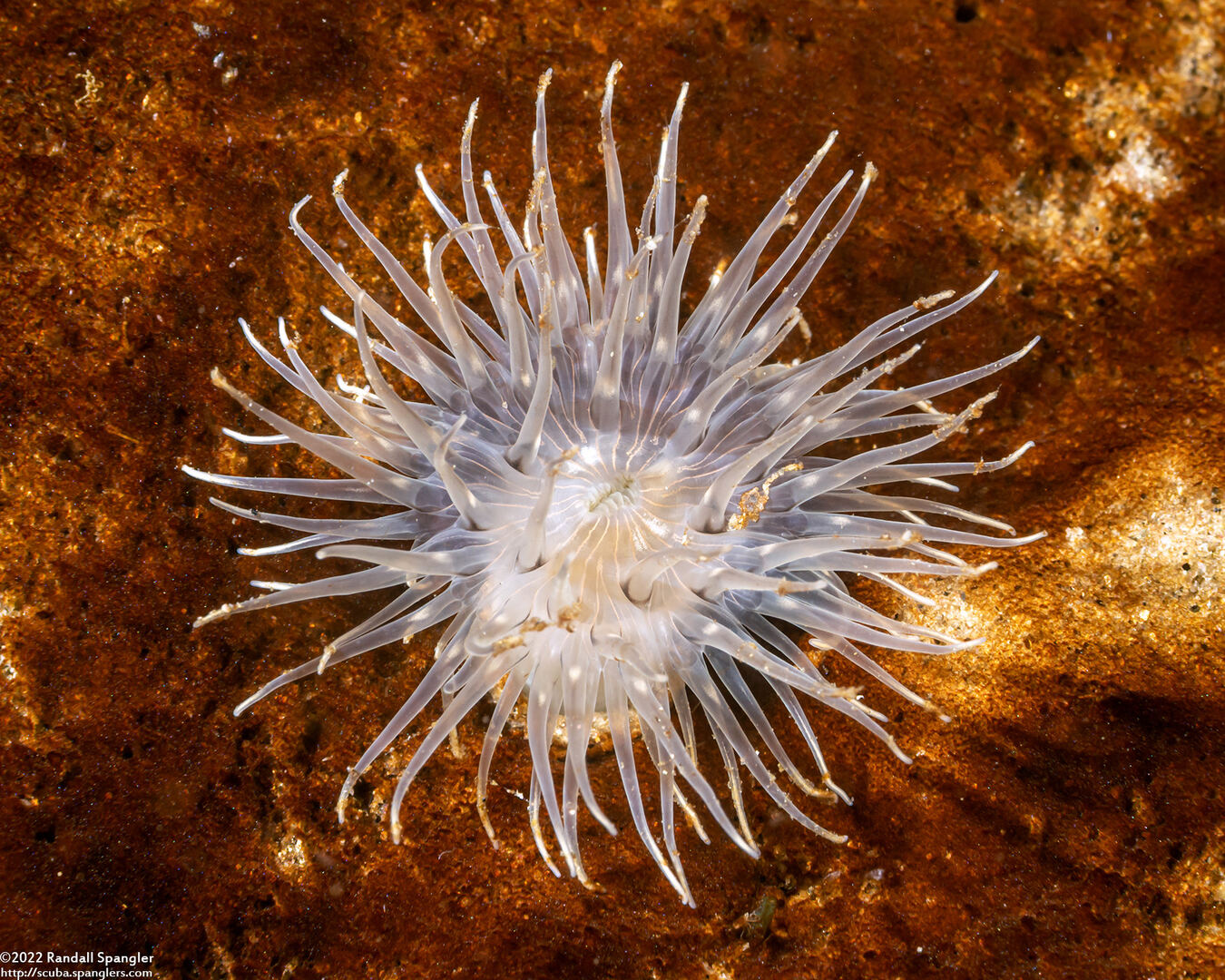 Diadumene leucolena (Ghost Anemone)