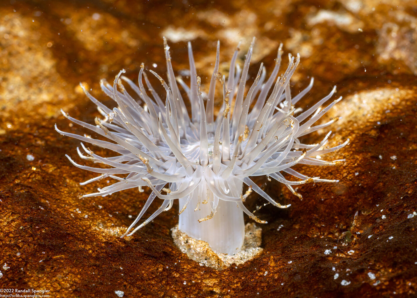 Diadumene leucolena (Ghost Anemone)