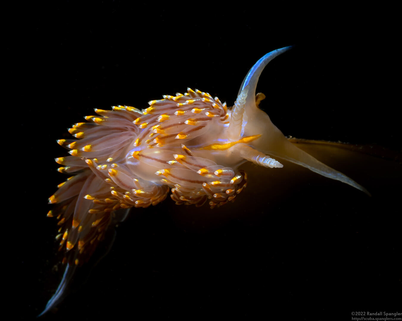 Hermissenda opalescens (Opalescent Nudibranch)
