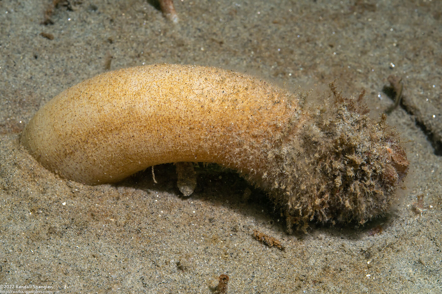 Panopea generosa (Geoduck Clam)