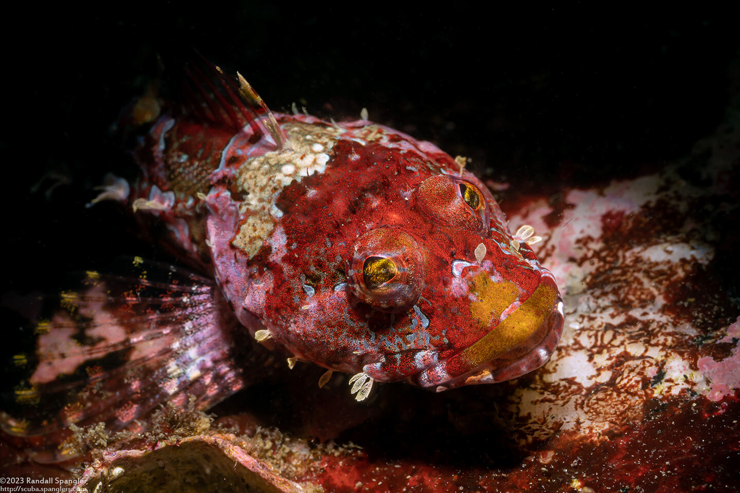 Artedius corallinus (Coralline Sculpin)