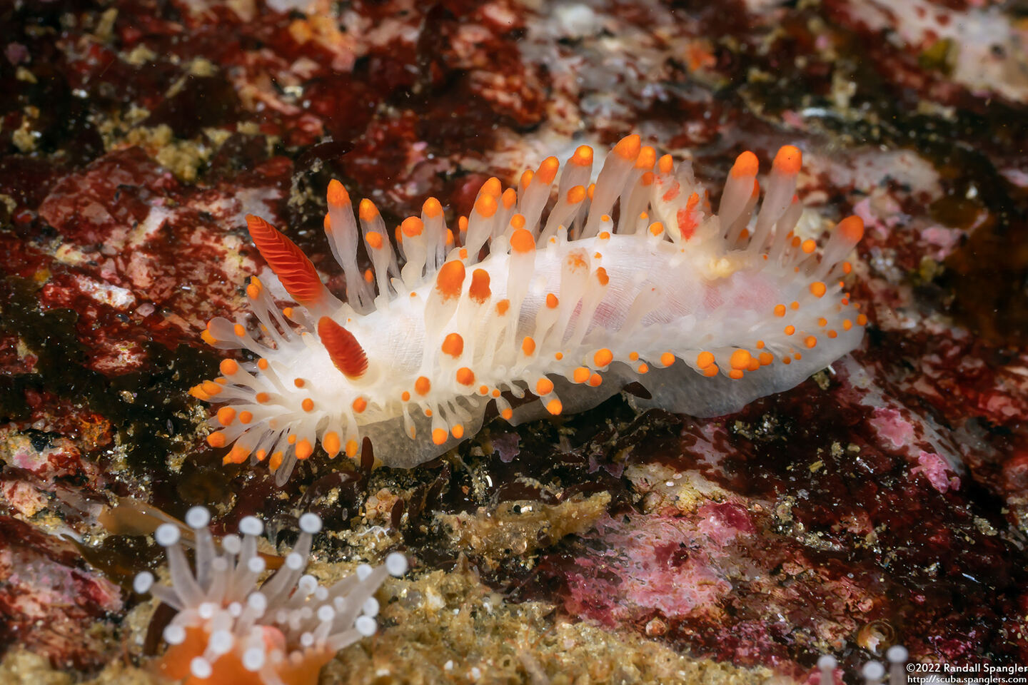 Limacia cockerelli (Cockerell's Dorid)