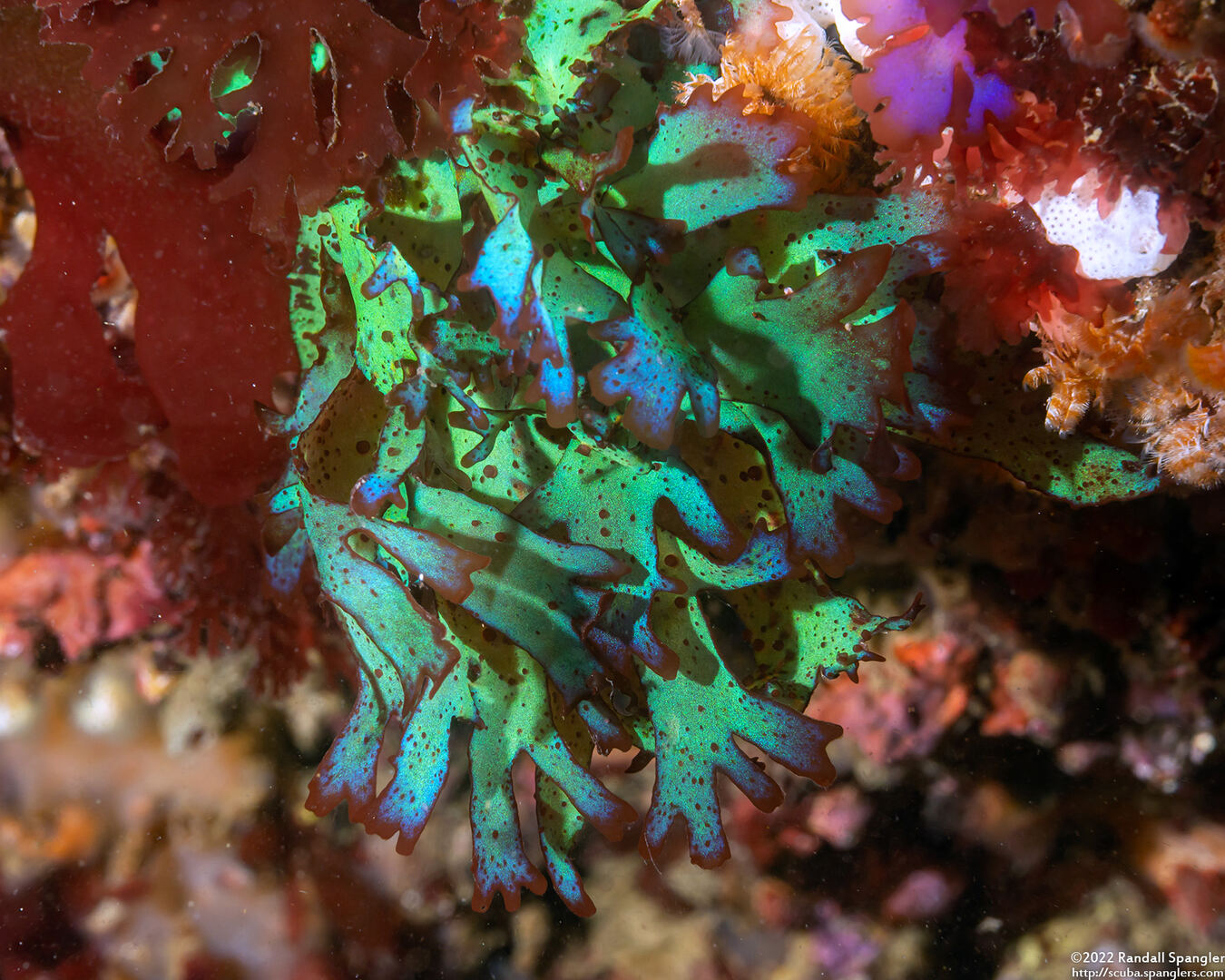 Gloiocladia laciniata (Gloiocladia Laciniata)