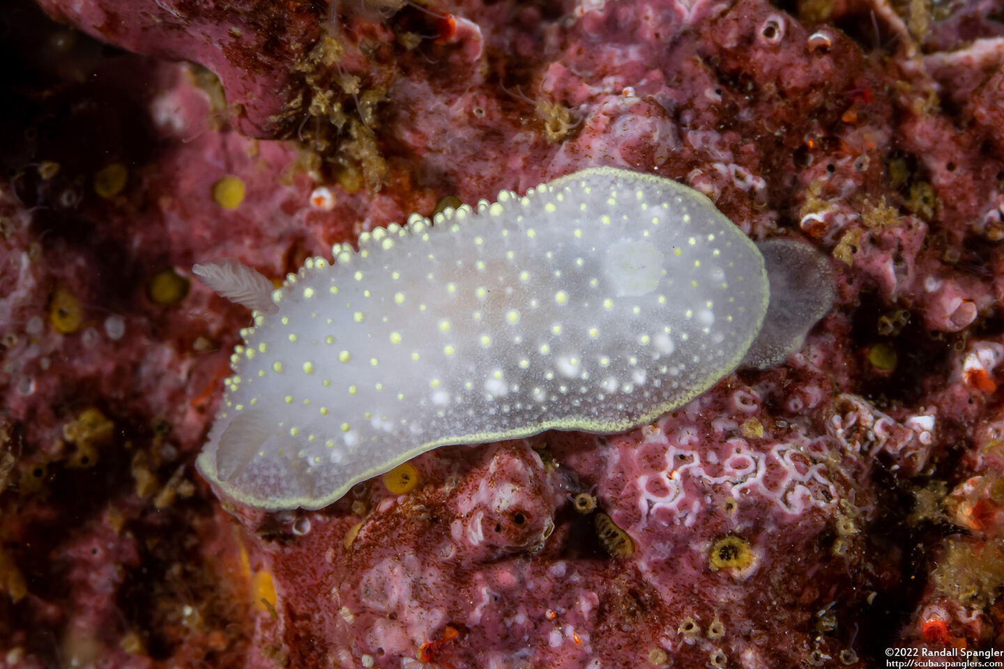 Cadlina luteomarginata (Yellow Margin Cadlina)