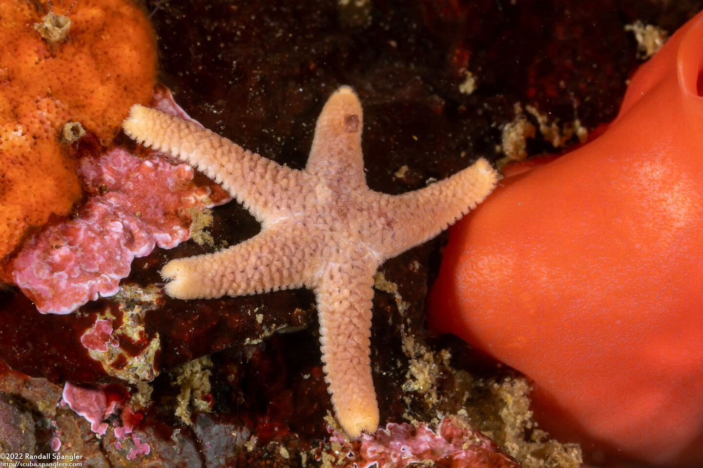 Henricia pumila (Dwarf Mottled Star)