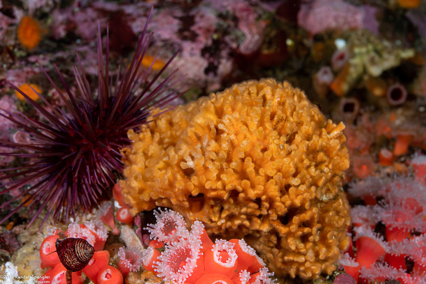 Diaperoforma californica (Southern Staghorn Bryozoan)