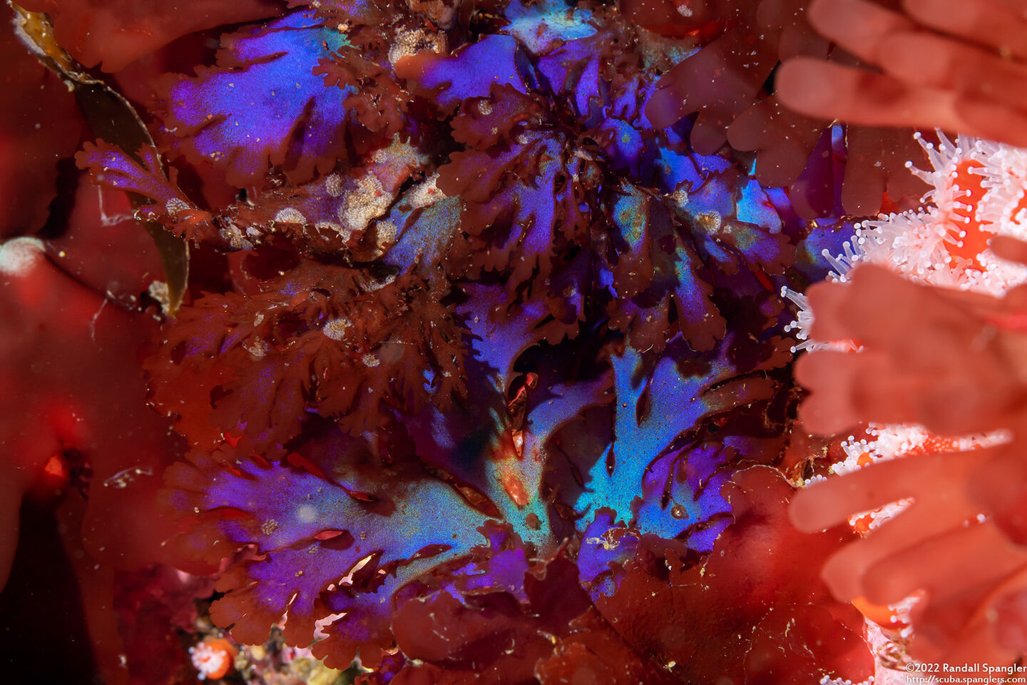 Gloiocladia laciniata (Gloiocladia Laciniata)