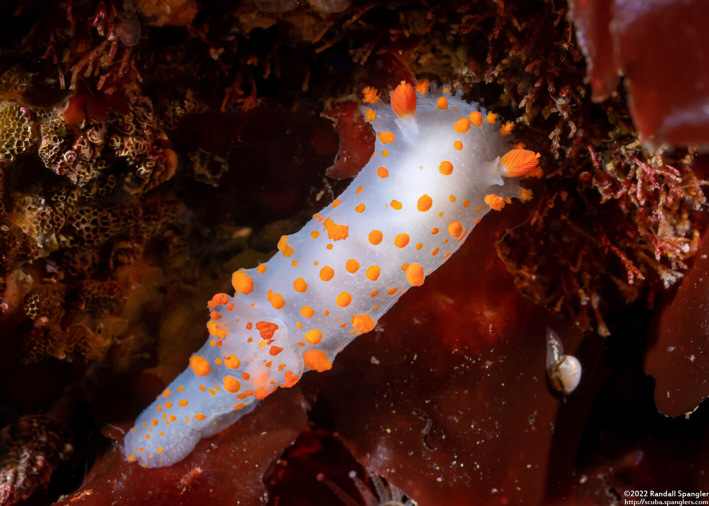 Triopha catalinae (Catalina Triopha)