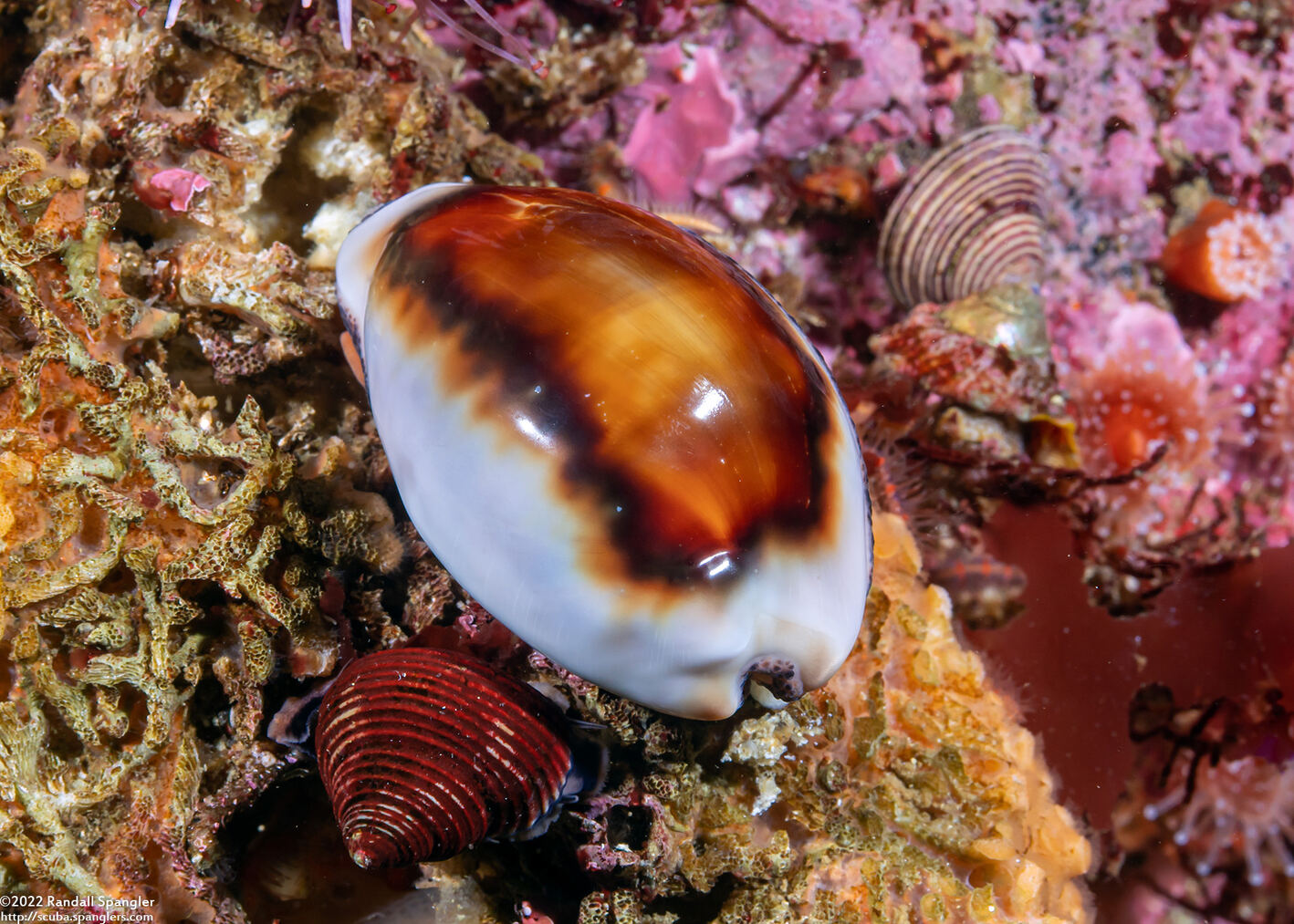 Neobernaya spadicea (Chestnut Cowry)