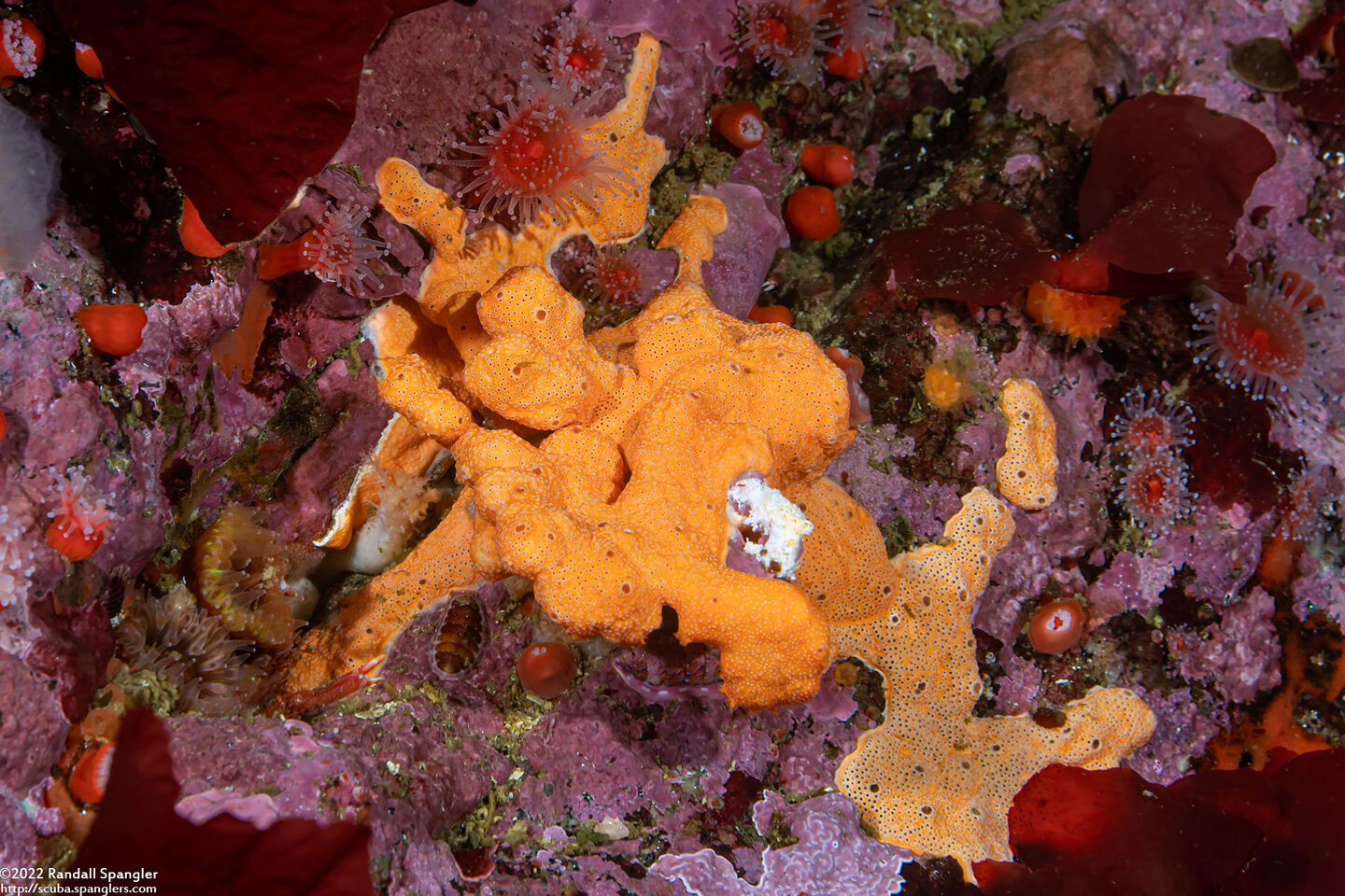 Didemnum carnulentum (Didemnum Carnulentum)