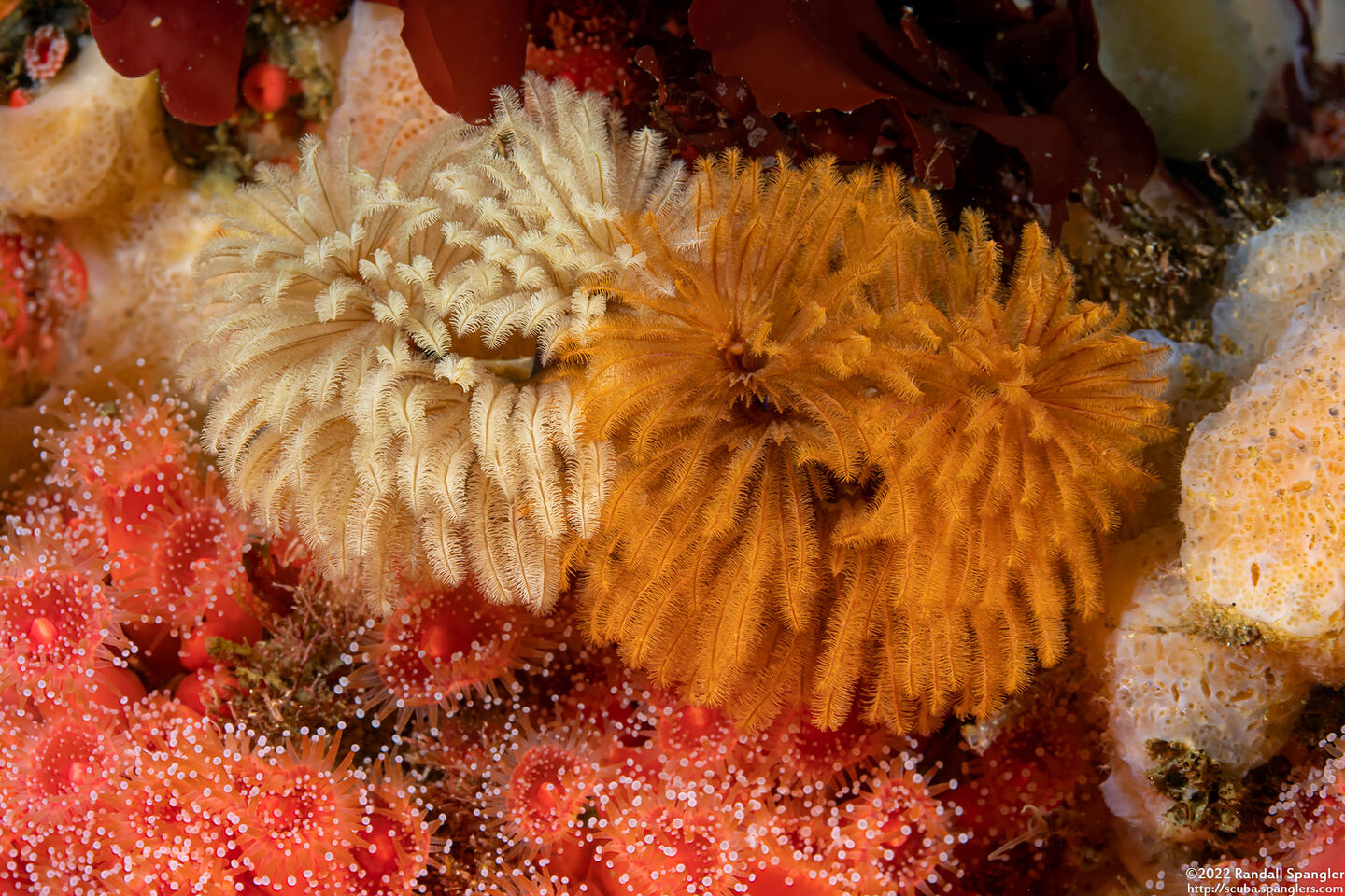 Eudistylia polymorpha (Feather Duster Worm)