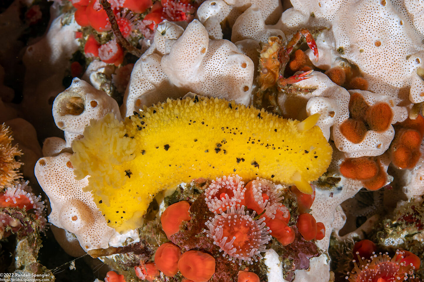 Doris montereyensis (Monterey Dorid)
