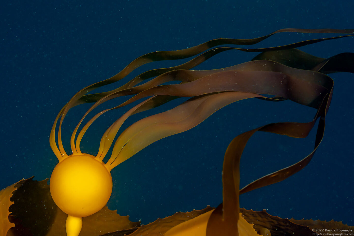 Nereocystis luetkeana (Bull Kelp)