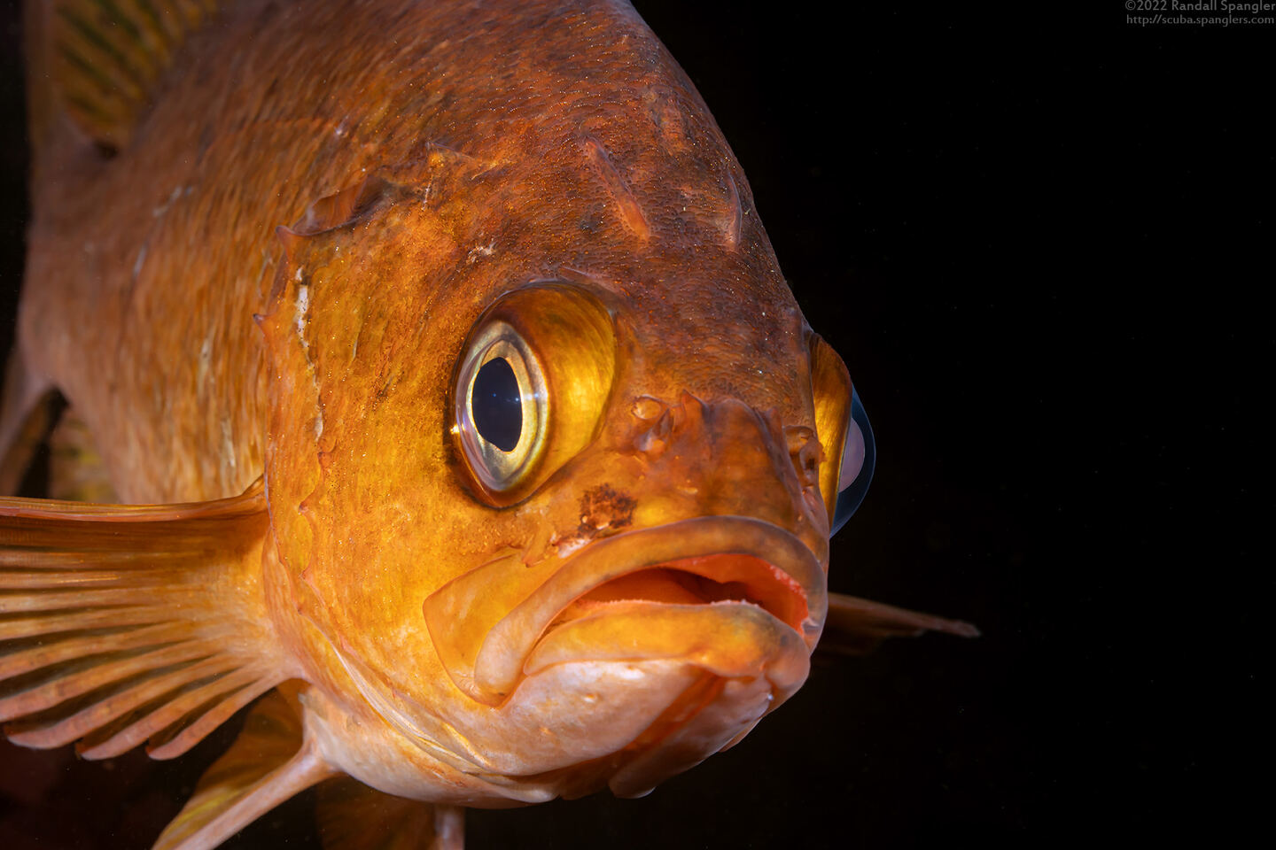 Sebastes atrovirens (Kelp Rockfish)