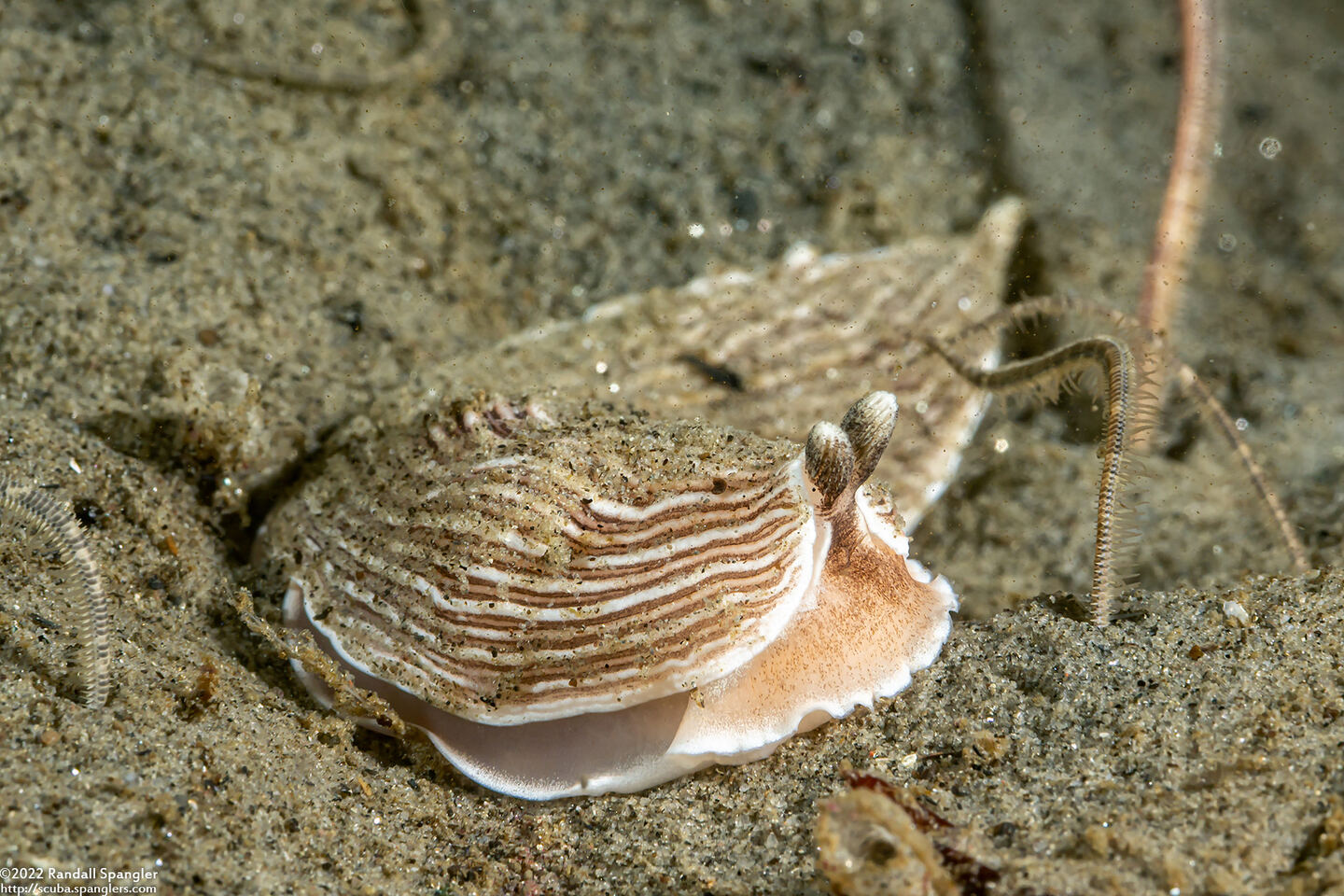 Armina californica (California Armina)