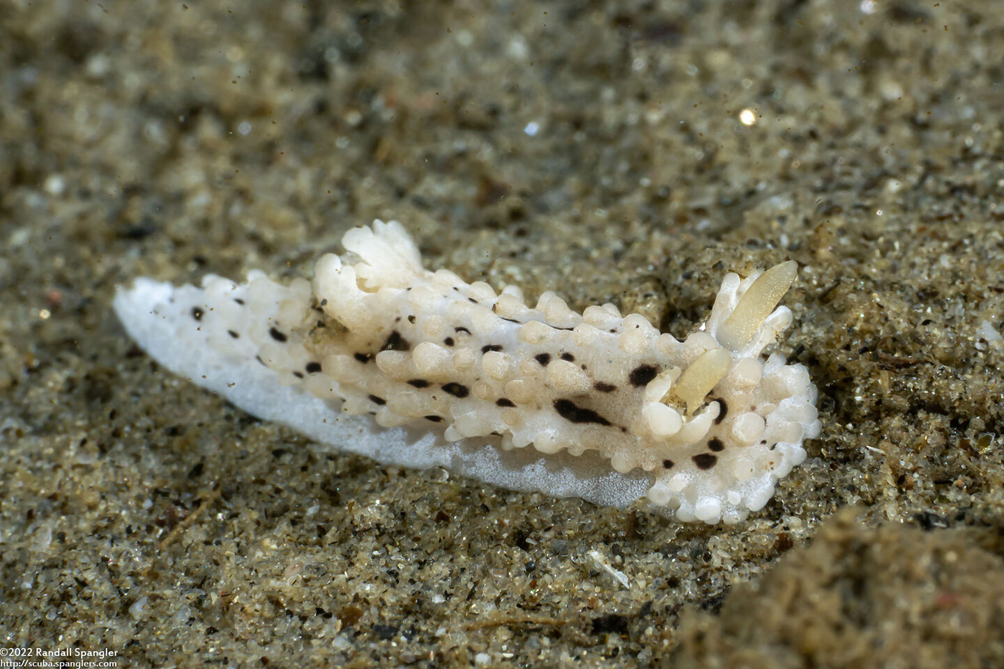 Aegires albopunctatus (Salt-and-Pepper Dorid)