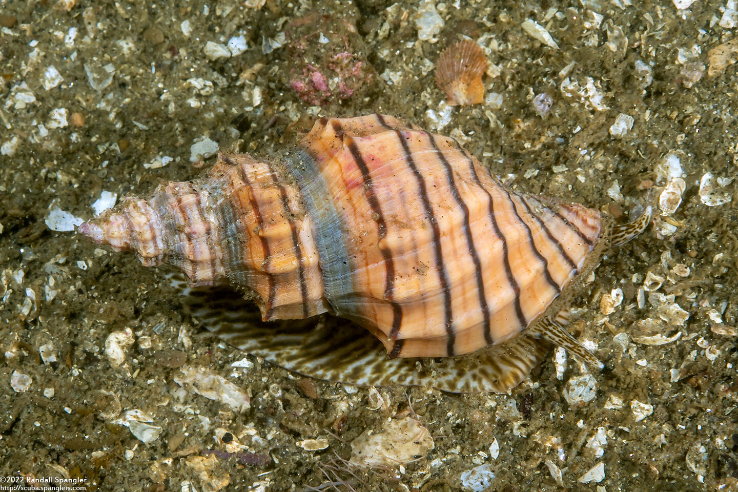 Cancellaria cooperii (Cooper's Nutmeg)